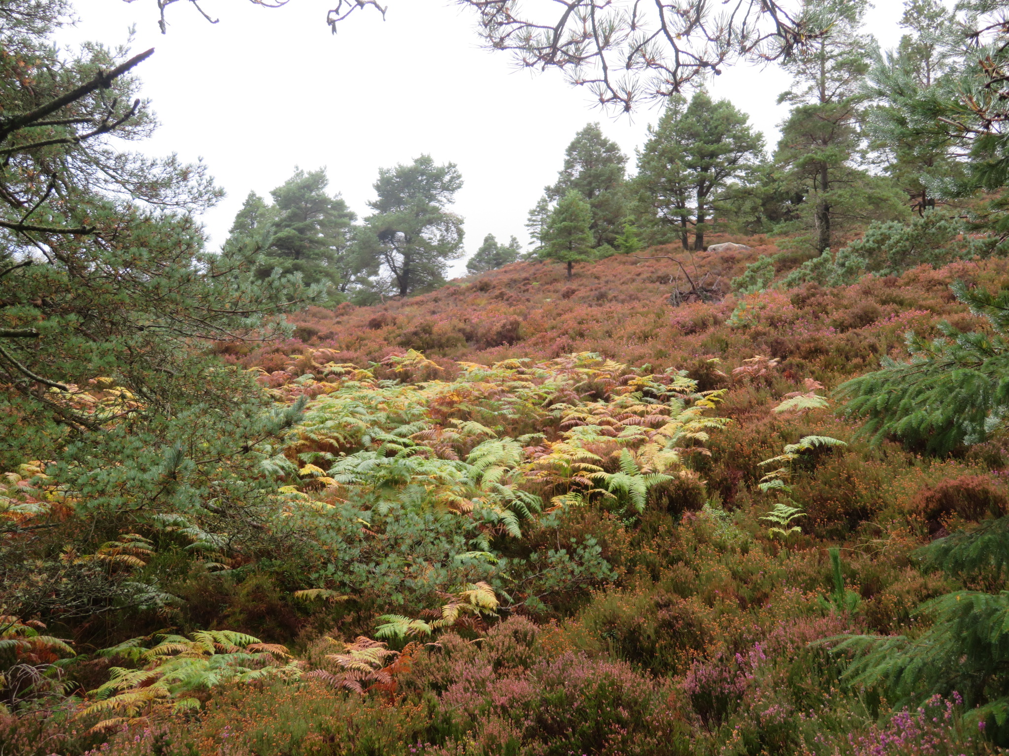 United Kingdom Scotland Aberdeenshire, Bennachie, Autumn Colours, Walkopedia