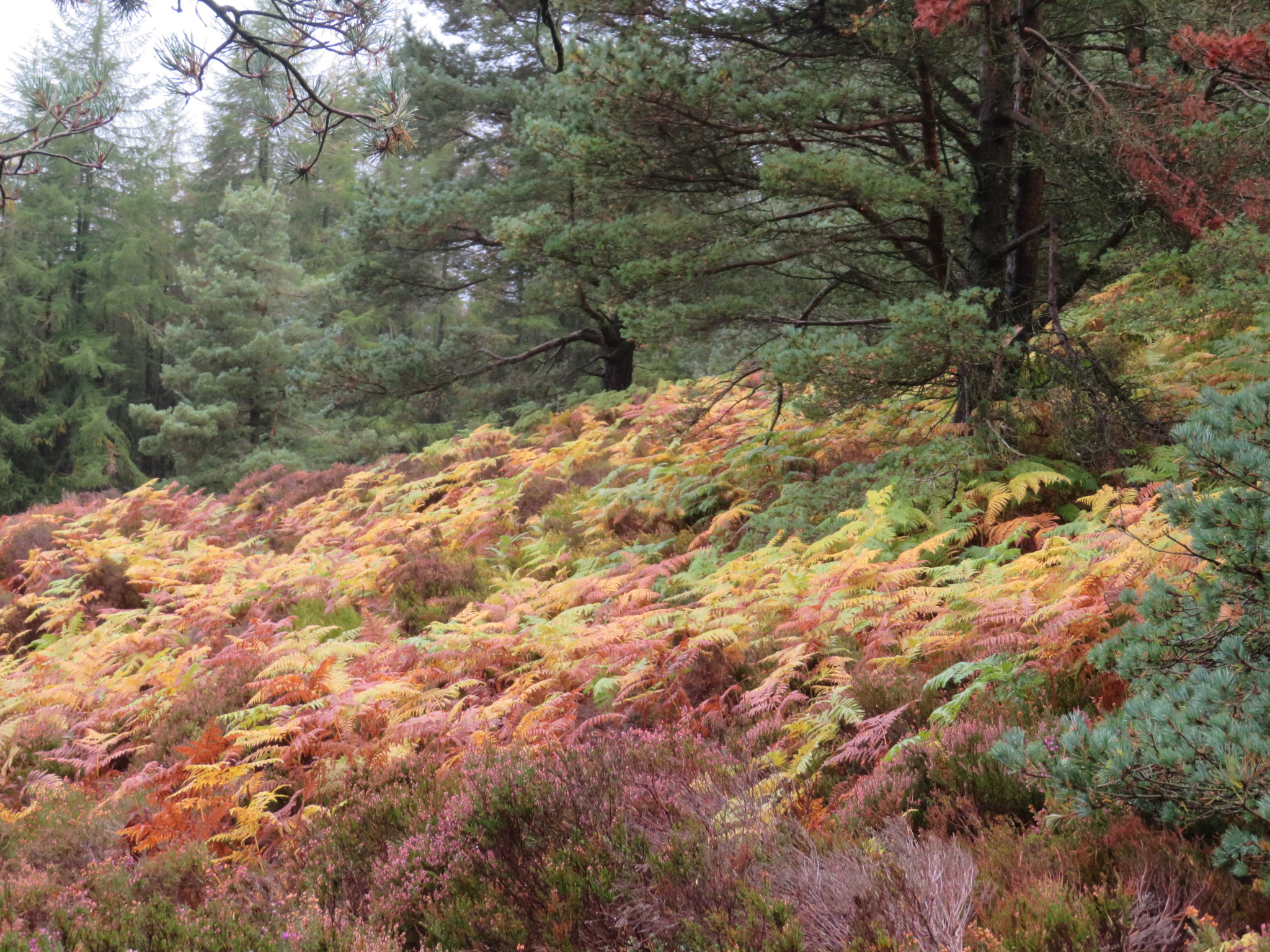 United Kingdom Scotland Aberdeenshire, Bennachie, Autumn Colours, Walkopedia