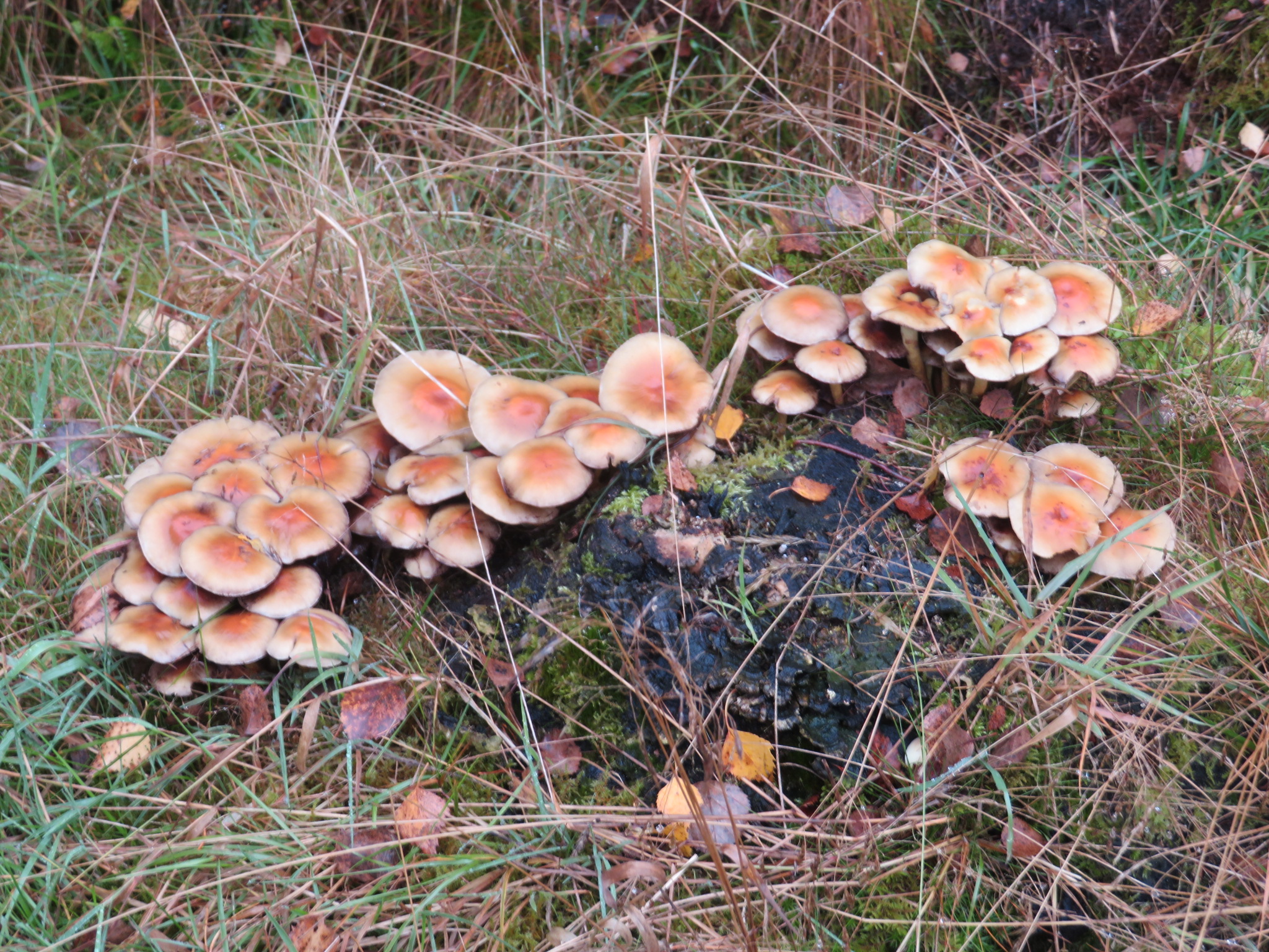 United Kingdom Scotland Aberdeenshire, Bennachie, , Walkopedia