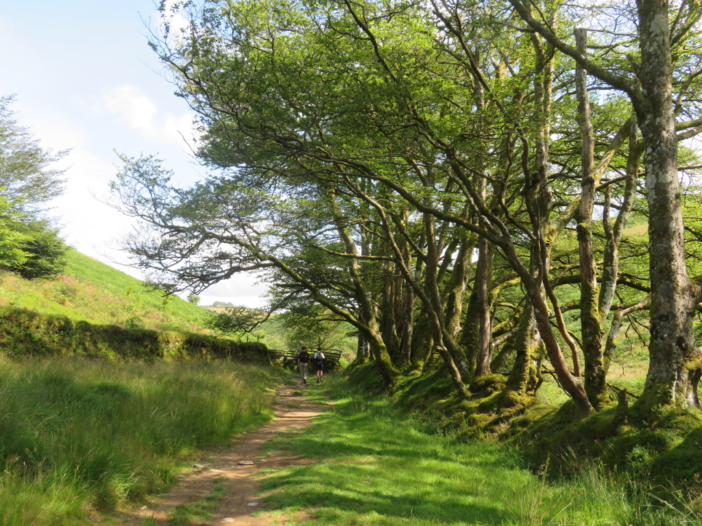 United Kingdom England South-west Exmoor, Barle Valley , Old hedge south of Simonsbath, Walkopedia