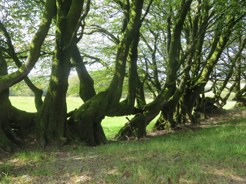 United Kingdom England South-west Exmoor, Barle Valley , Old hedge near Simonsbath, Walkopedia