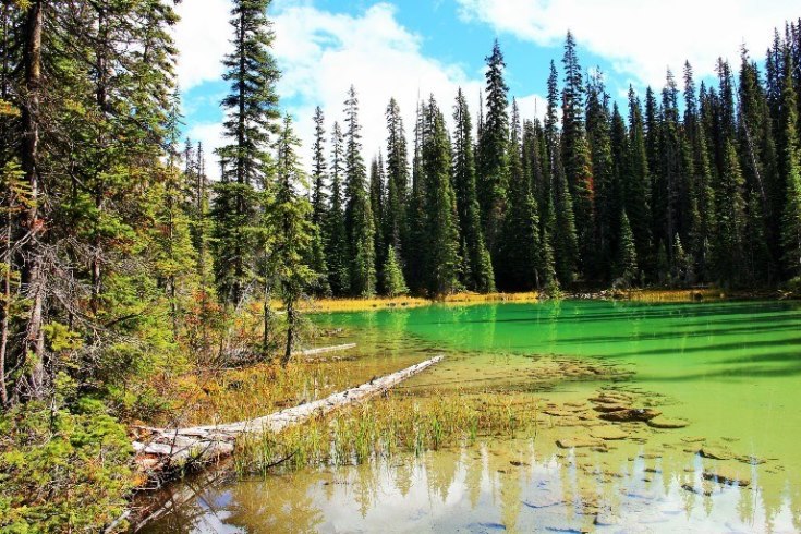 Canada Brit Col: Yoho, Iceline Trail, , Walkopedia