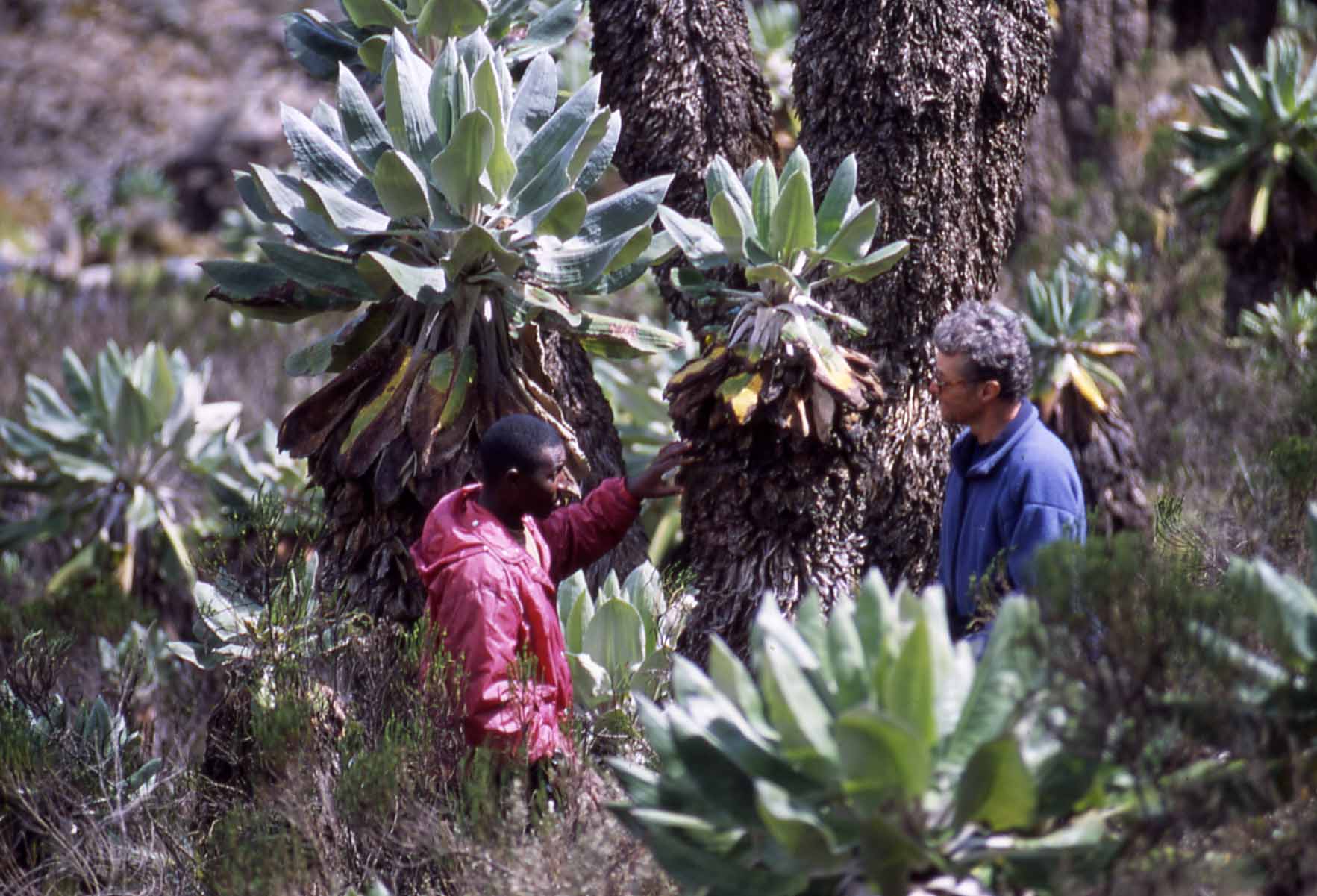 Giant Senecio forest - Great Barranco - © William Mackesy Northern and Southern Circuits : Giant Senecio forest - Great Barranco - © William Mackesy