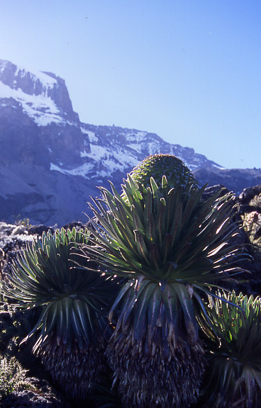 Tanzania Mount Kilimanjaro, Northern and Southern Circuits , Giant lobelia in the Great Barranco, with Kibo behind , Walkopedia