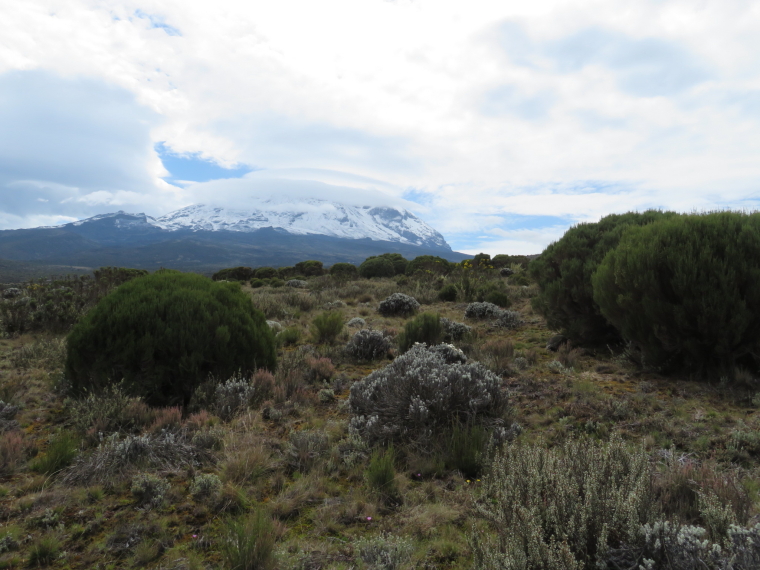 Tanzania Mount Kilimanjaro, Shira Cathedral, Foot of Shira Cathedral, Walkopedia