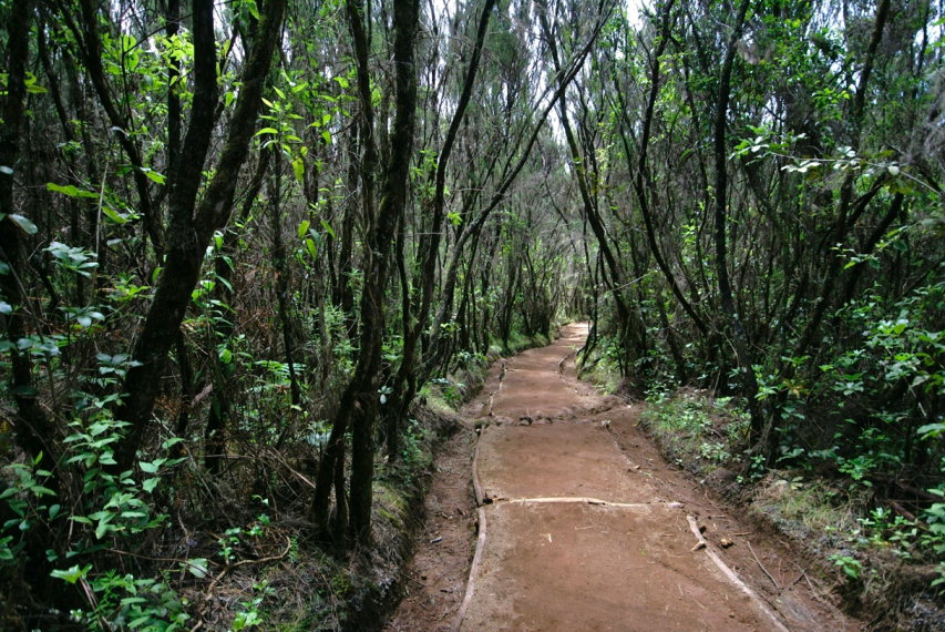 Tanzania Mount Kilimanjaro, Marangu Route , First day of Marangu Route trail, Walkopedia