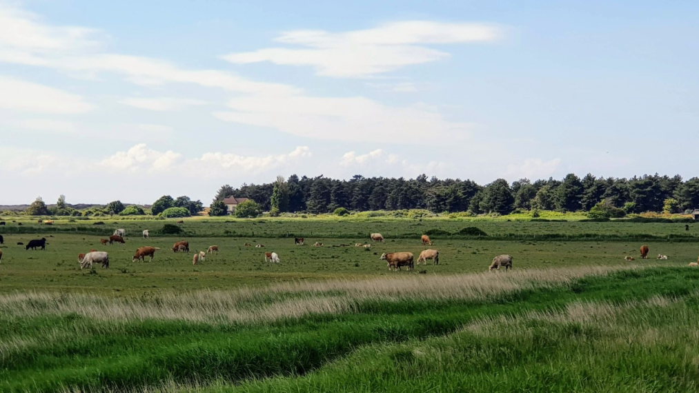 United Kingdom England East Anglia, Anna's Walk, , Walkopedia