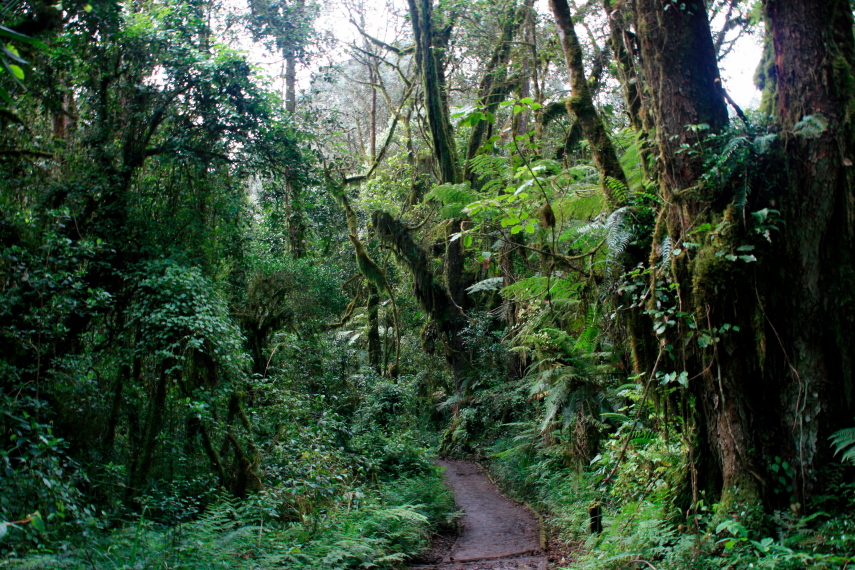 Tanzania Mount Kilimanjaro, Machame Route, Moss-covered trees of the rain forest, Walkopedia