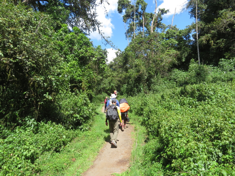 Tanzania Mount Kilimanjaro, Lemosho and Shira Routes  , Lower forest, Walkopedia