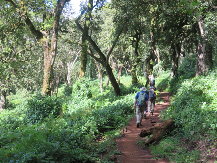 Tanzania Mount Kilimanjaro, Lemosho and Shira Routes  , Lower forest, Walkopedia