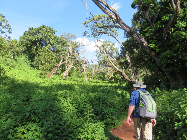 Tanzania Mount Kilimanjaro, Lemosho and Shira Routes  ,  lines of dead trees, Walkopedia