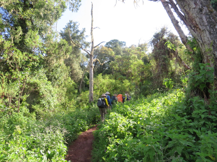 Tanzania Mount Kilimanjaro, Lemosho and Shira Routes  , Day 2 Forest, Walkopedia