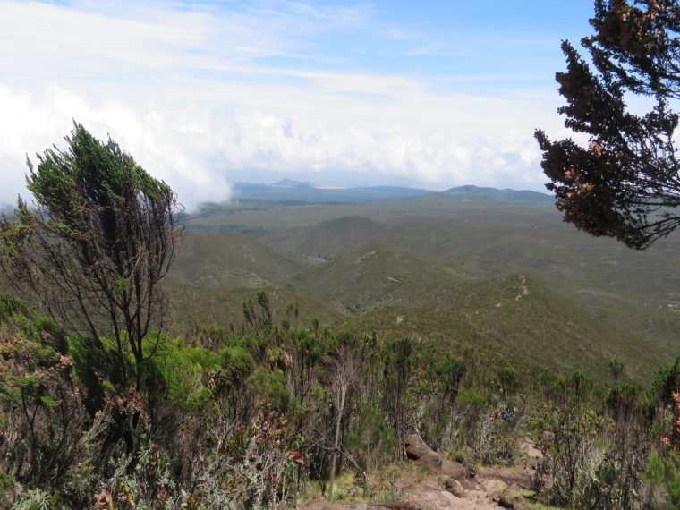 Tanzania Mount Kilimanjaro, Lemosho and Shira Routes  , Day 2, back down over giant heather hillsides., Walkopedia