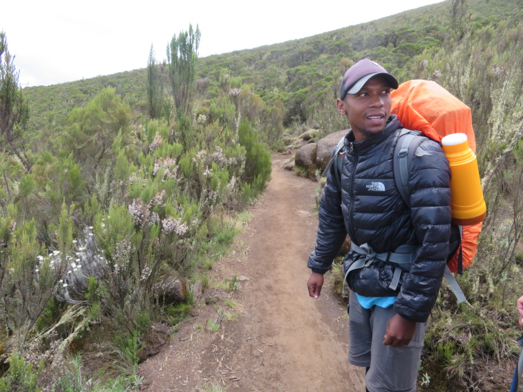 Tanzania Mount Kilimanjaro, Lemosho and Shira Routes  , Day 2, beautiful heathland, Walkopedia