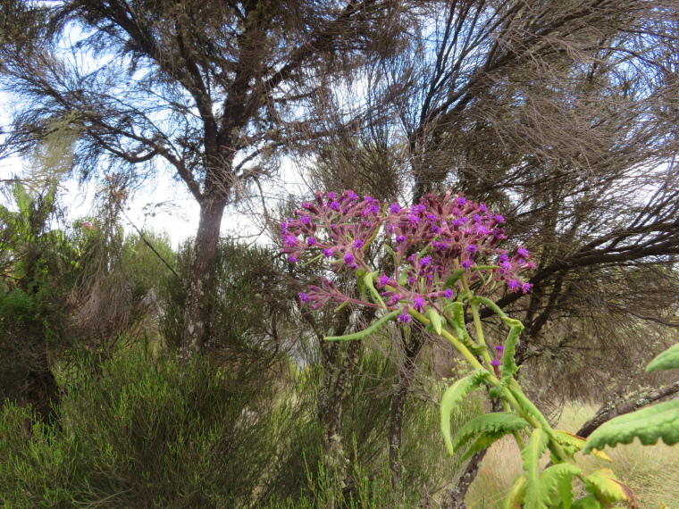 Tanzania Mount Kilimanjaro, Lemosho and Shira Routes  , Day 2, beautiful heathland, Walkopedia