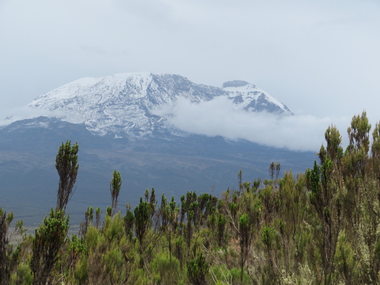 Tanzania Mount Kilimanjaro, Lemosho and Shira Routes  , Day 2, Shira plateau lip, first Kibo view, Walkopedia