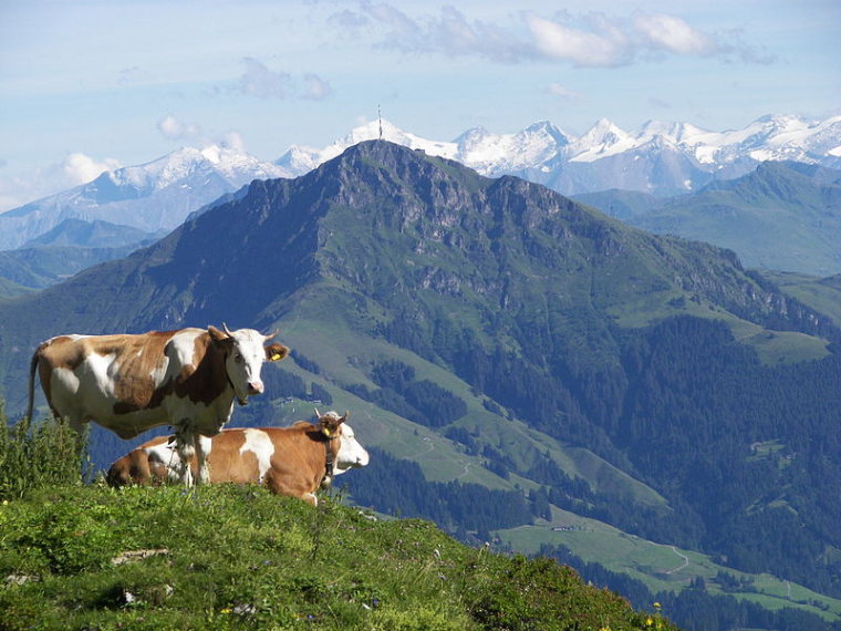 Austria Kitzbuheler Alps, Kitzbuheler Alps , Kitzbueheler Horn , Walkopedia