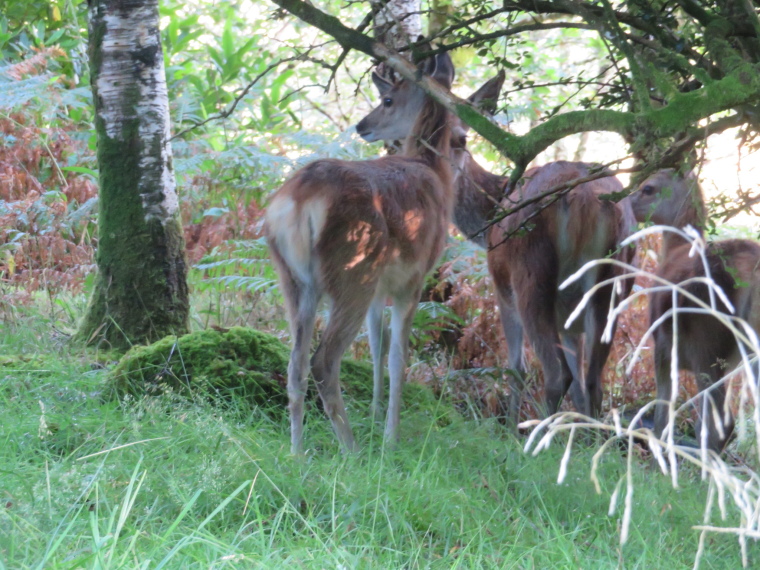 United Kingdom Scotland NW Highlands Ardnamurchan,  Silver Walk, , Walkopedia