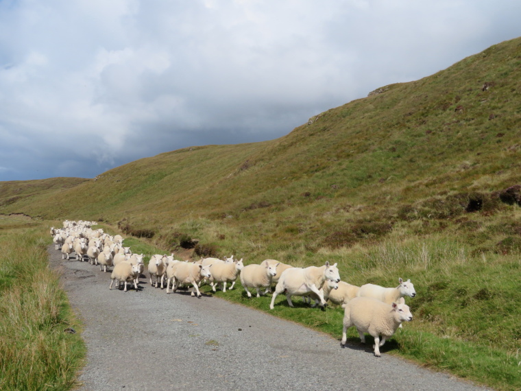 United Kingdom Scotland Isles Skye, NW Capes and Cliffs, Traffic Jam, Walkopedia