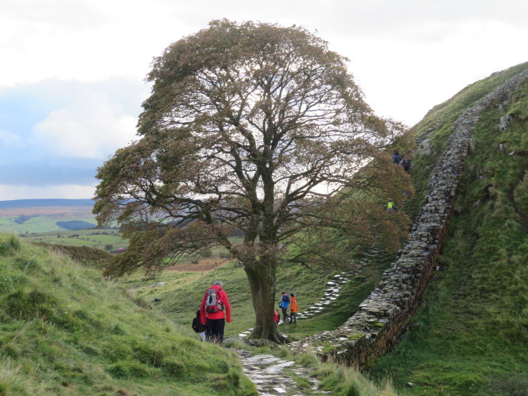 United Kingdom England Hadrian's Wall, Sewingshields to Cawfields, Sycamore Gap, Walkopedia