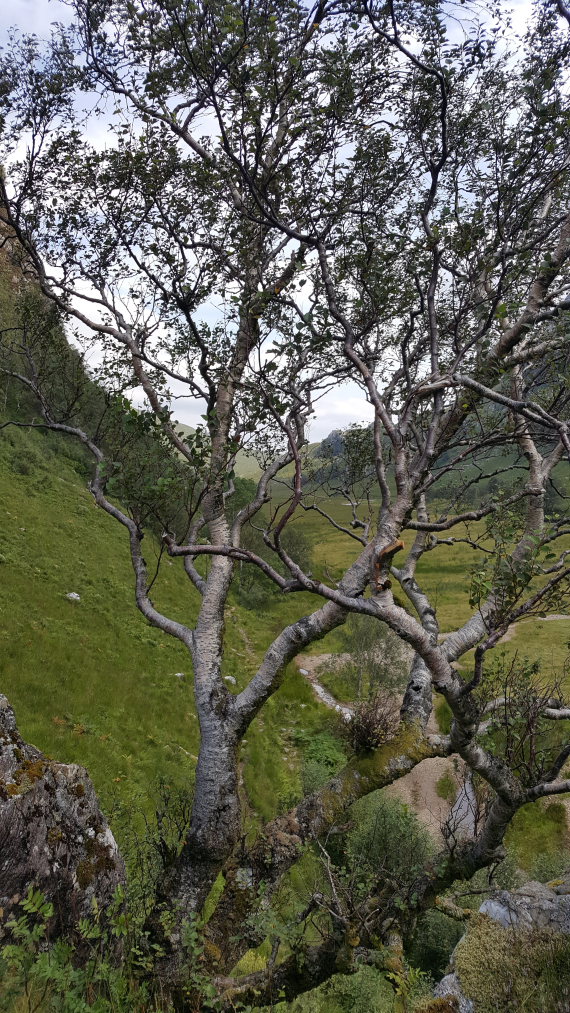 United Kingdom Scotland SW Highlands, Upper Glen Nevis , , Walkopedia