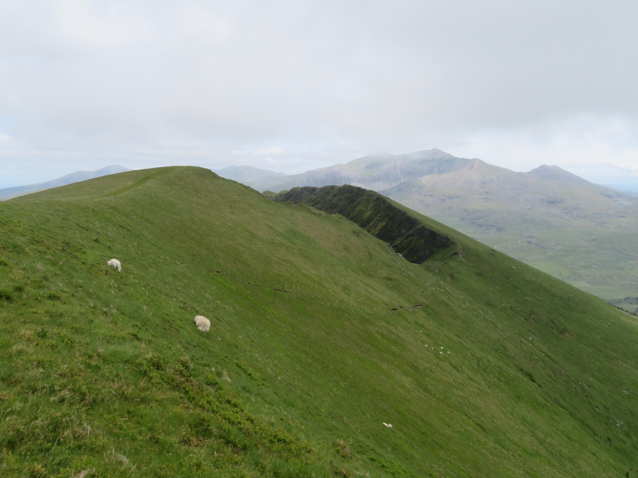 United Kingdom Wales Snowdonia, Nantlle Ridge, Trum y Ddysgl beautiful grassy high ridge, Snowdon group behind, Walkopedia