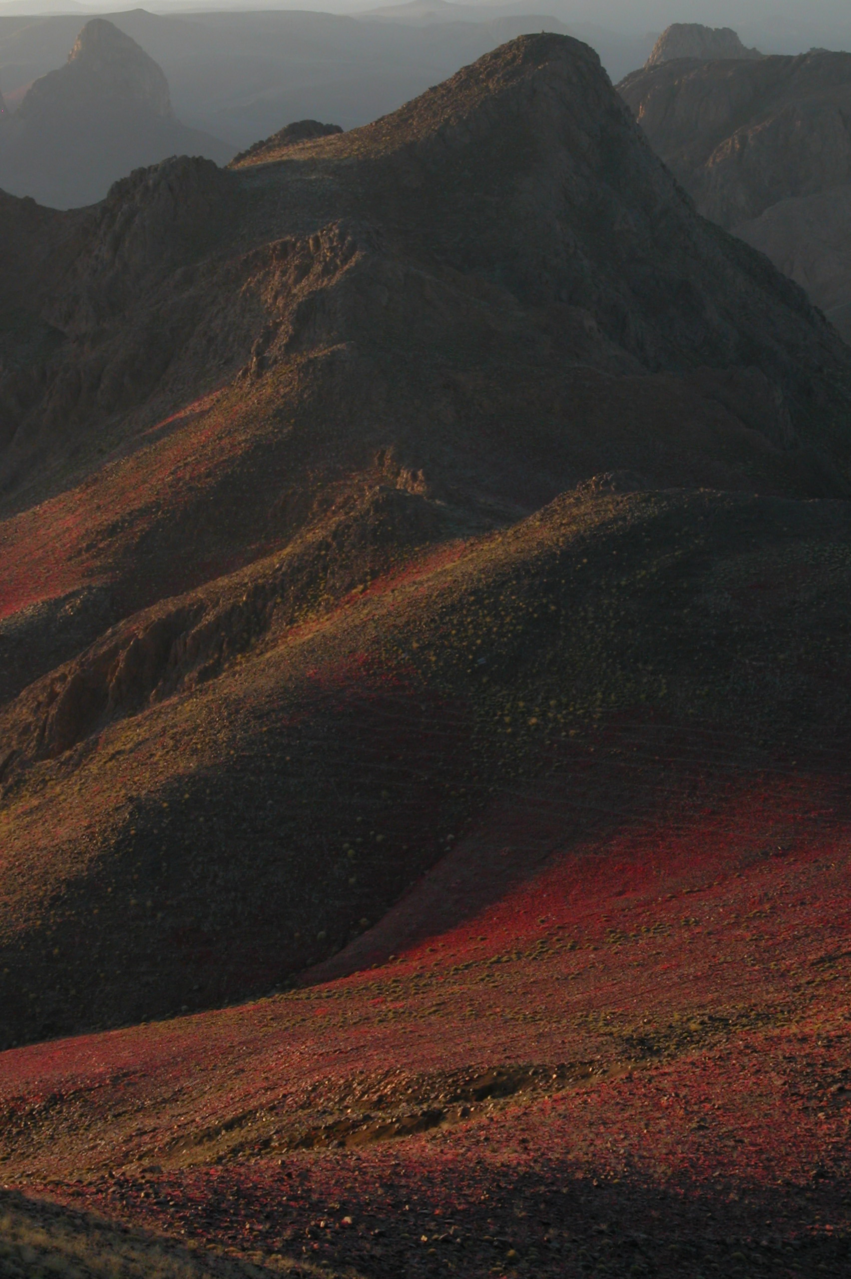 Algeria South, Hoggar Mountains, Flowers in the Hoggar Mountains, Walkopedia