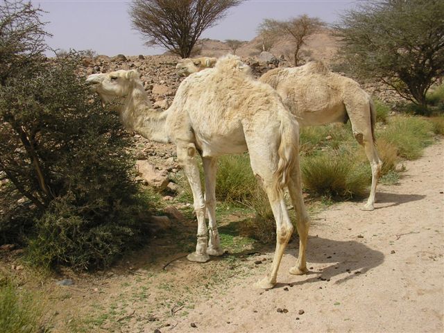 Algeria South, Hoggar Mountains, around Tamenrasset, Walkopedia