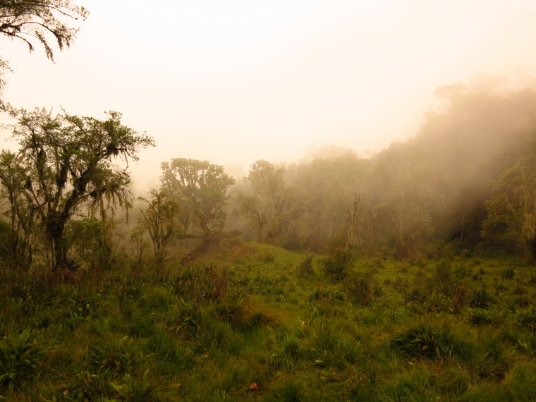 Rwanda, Virunga Mountains,  Climbing Karisimbi, Walkopedia