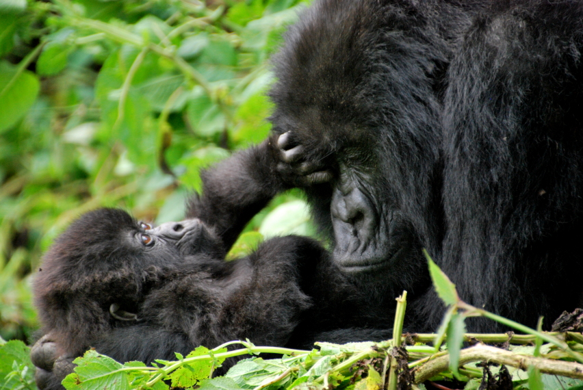 Rwanda, Virunga Mountains, Sabyinyo group of mountain gorillas. Volcanoes National Park, Rwanda, Walkopedia