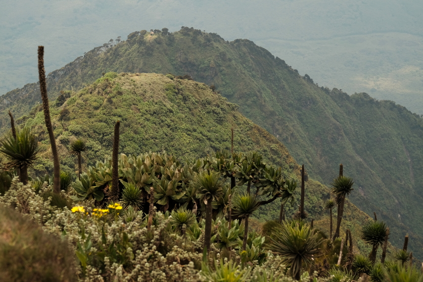 Rwanda, Virunga Mountains, Three Peaks Mt Sabyinyo, Walkopedia