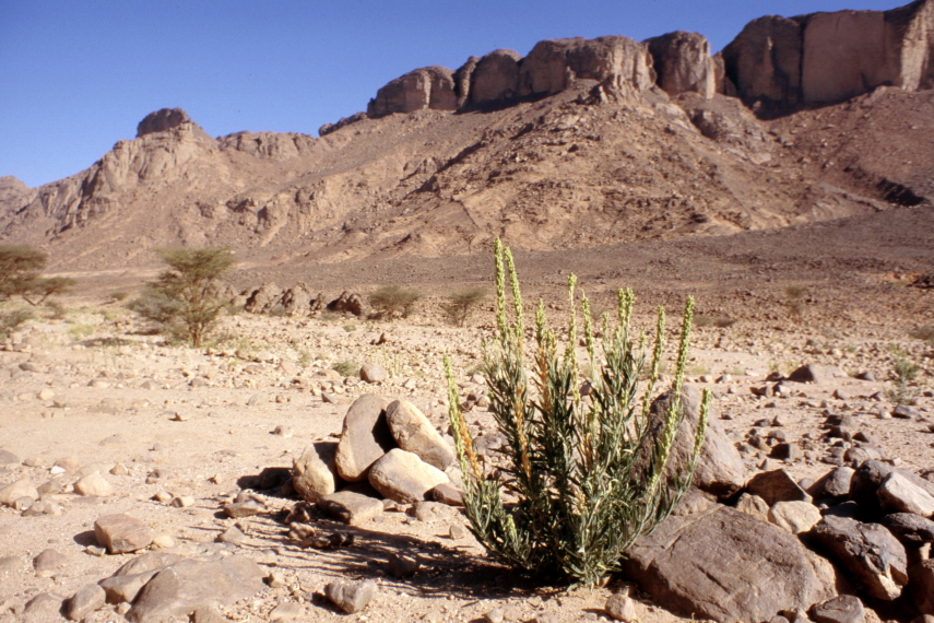 Algeria, Tassili N Ajjer, , Walkopedia