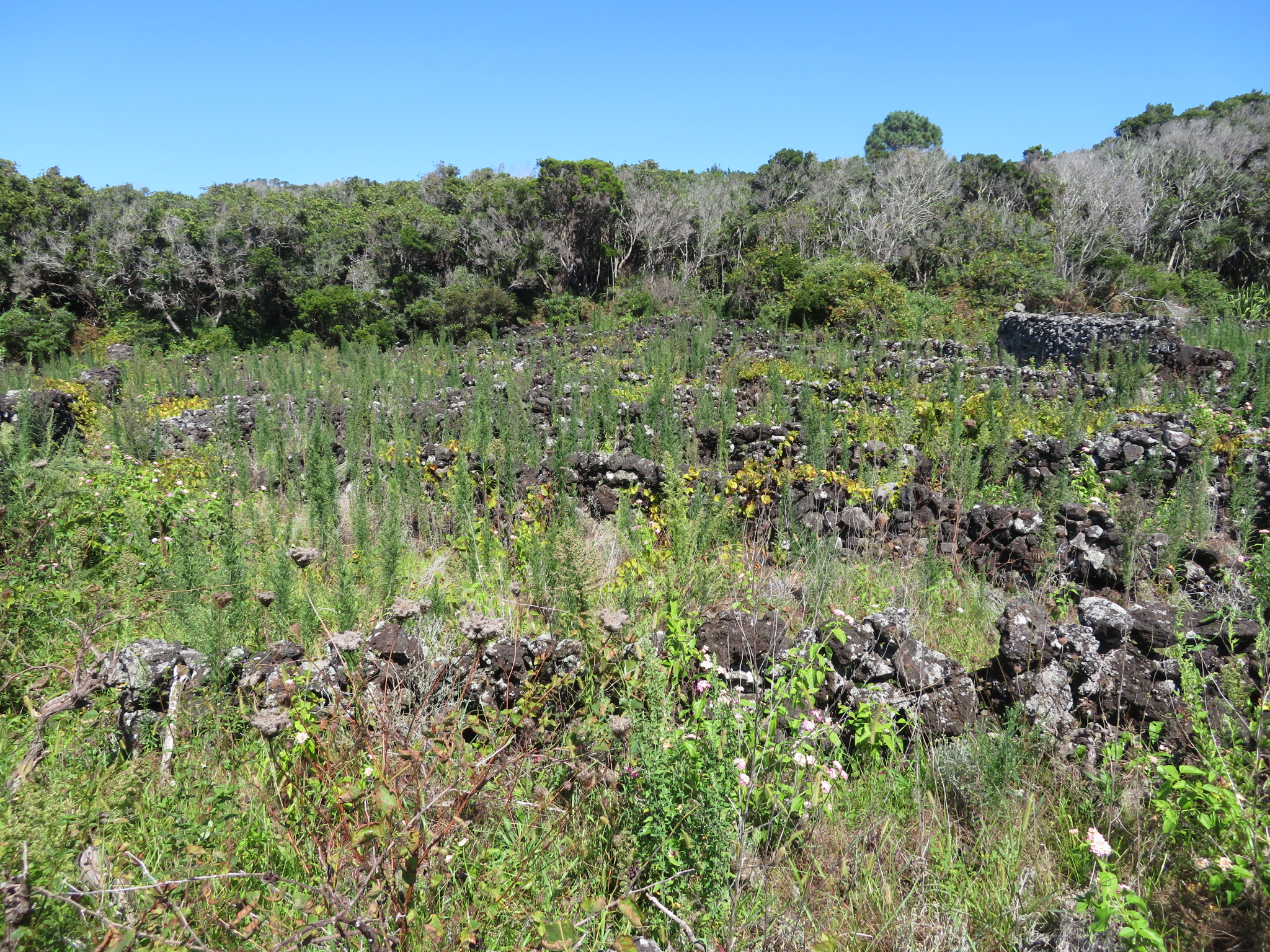 Portugal Azores Pico, Picos Historic Vineyards, Overgrown vineyards below  Monte, Walkopedia