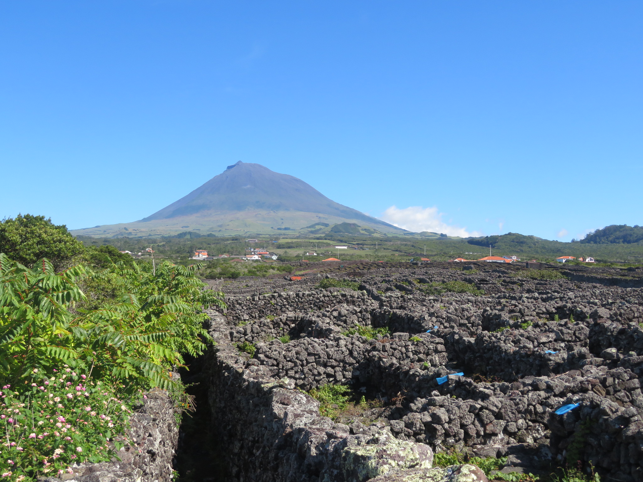 Portugal Azores Pico, Picos Historic Vineyards, Narrow path between vineyards straight for Pico Volcano, Walkopedia