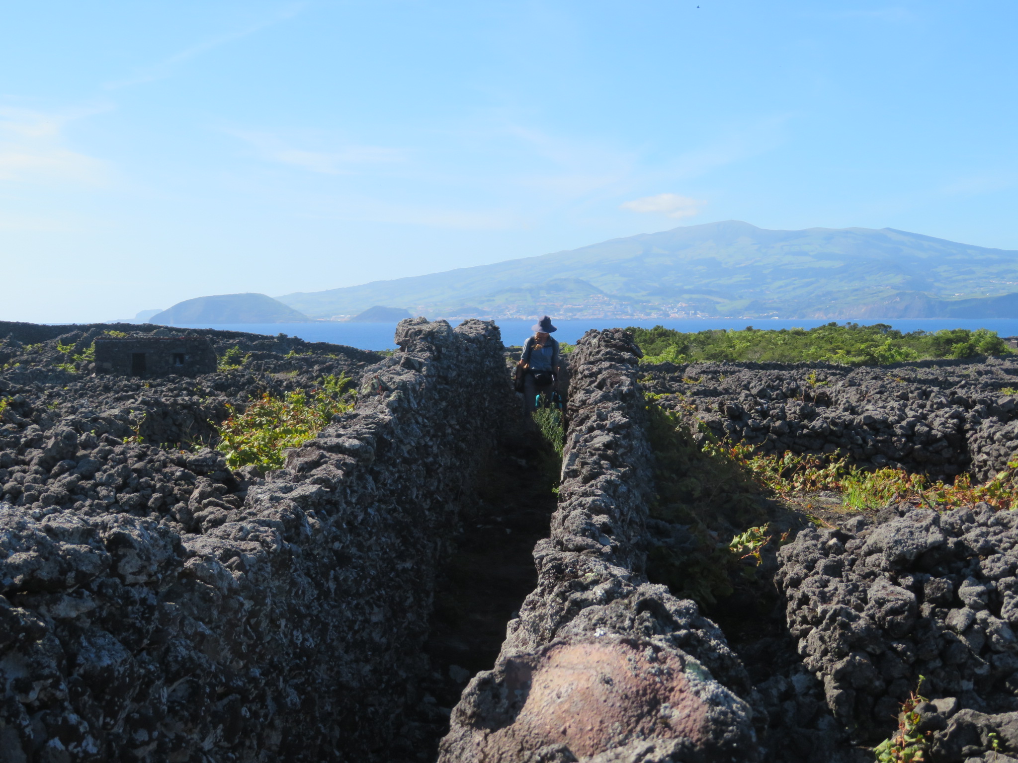 Picos Historic Vineyards: Narrow path in Vineyards, looking to Faial - © William Mackesy