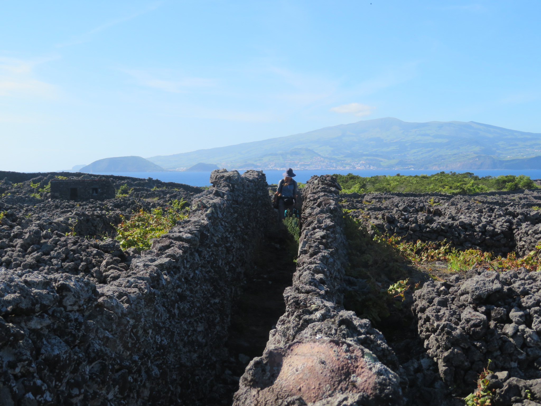 Portugal Azores Pico, Picos Historic Vineyards, Narrow path in Vineyards, looking to Faial, Walkopedia