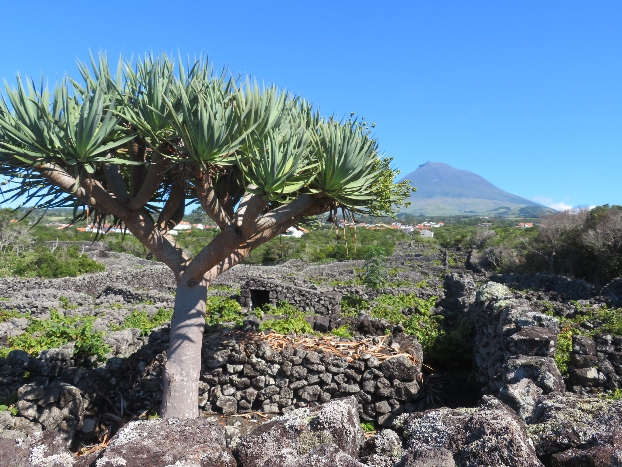 Portugal Azores Pico, Picos Historic Vineyards, , Walkopedia