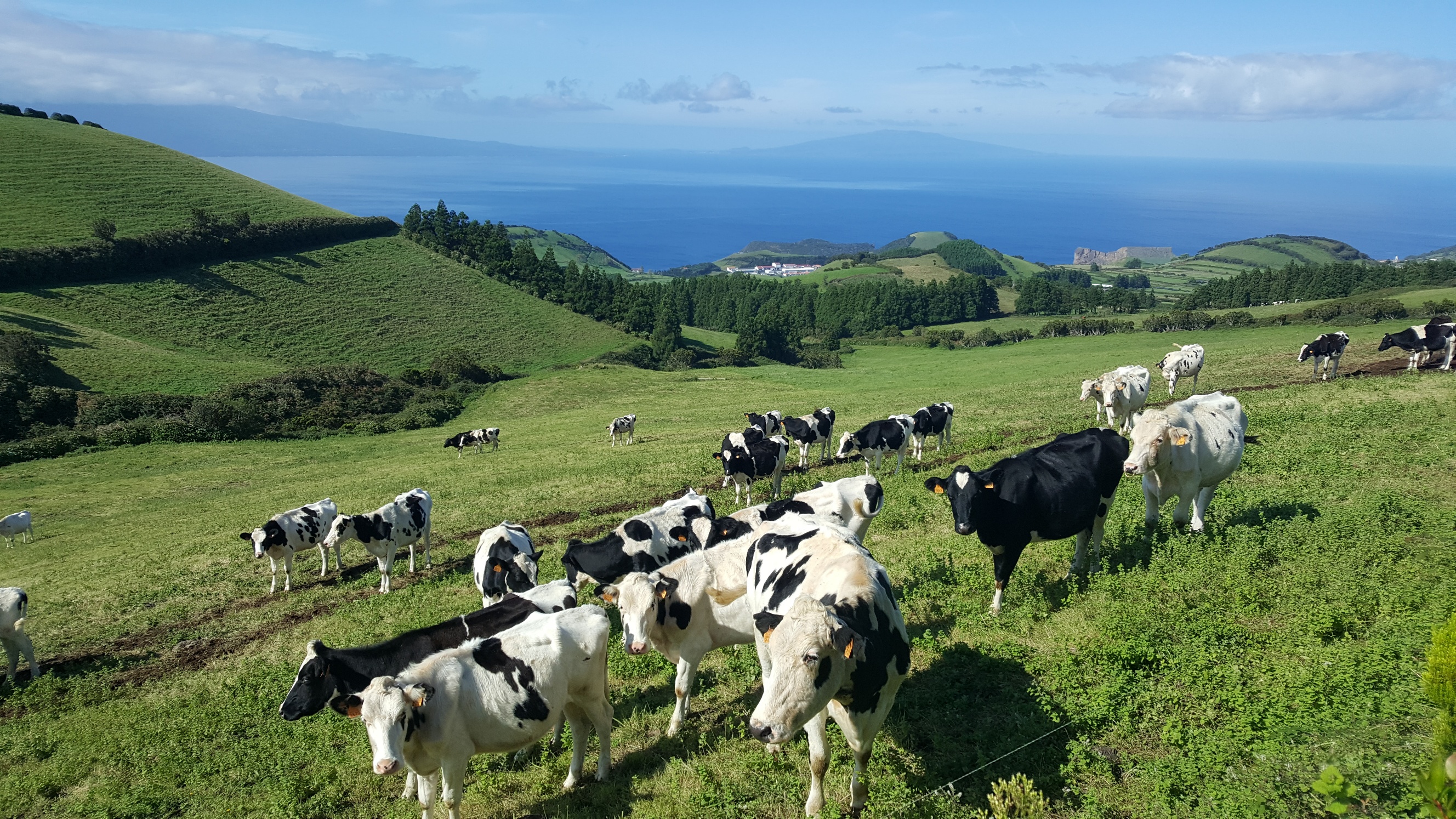 Portugal Azores Sao Jorge, The Central Ridge, Western end, looking SE, Walkopedia