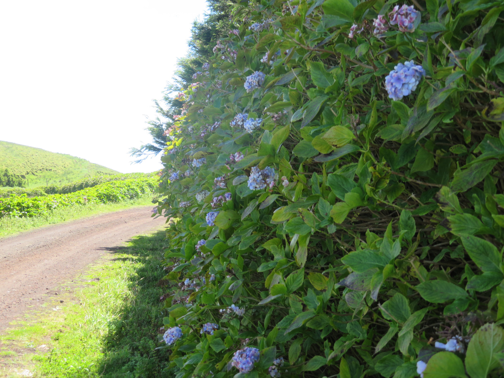 Portugal Azores Sao Jorge, The Central Ridge, , Walkopedia