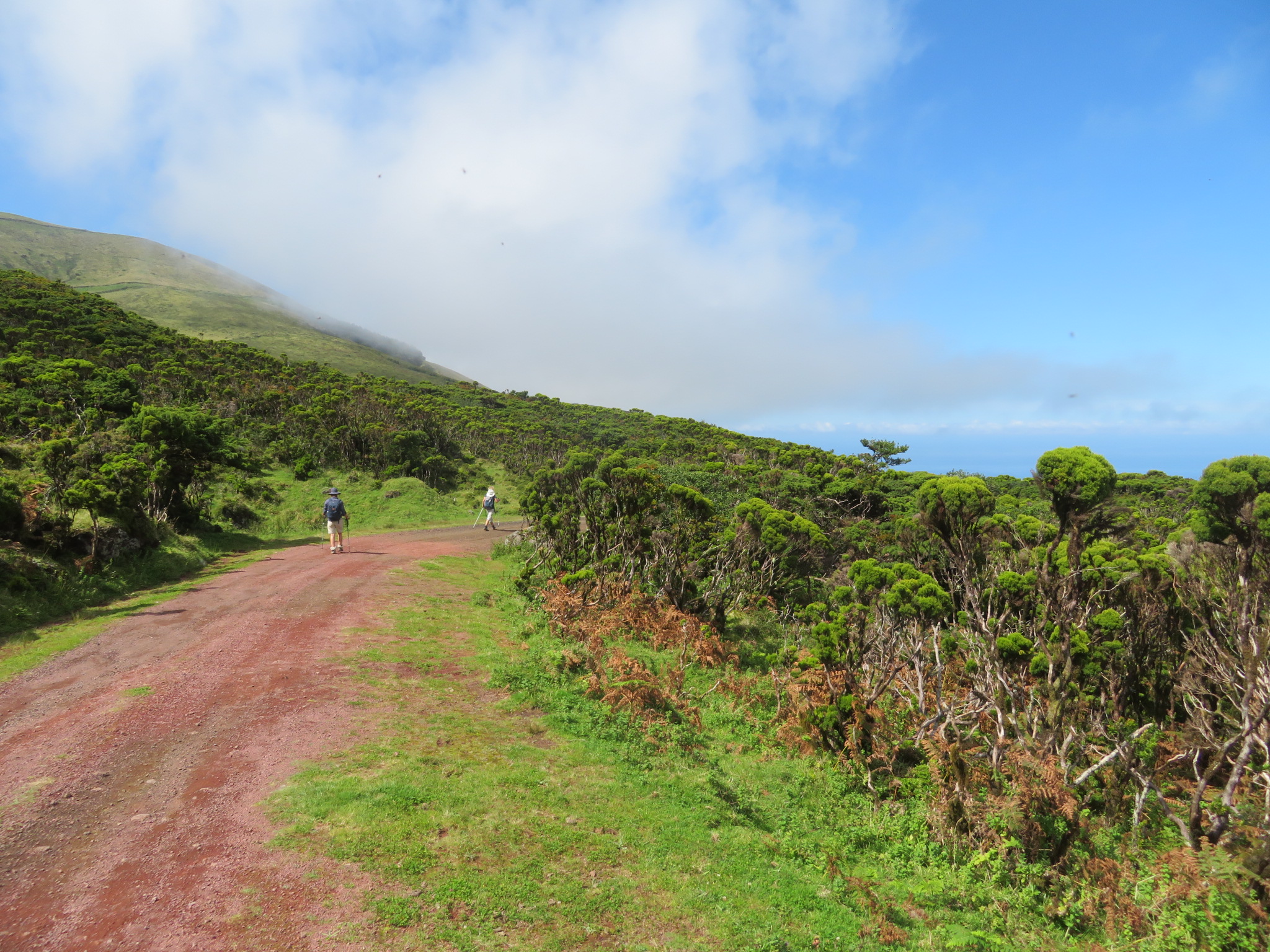 Portugal Azores Sao Jorge, The Central Ridge, Descending into giant heather, N side, Walkopedia