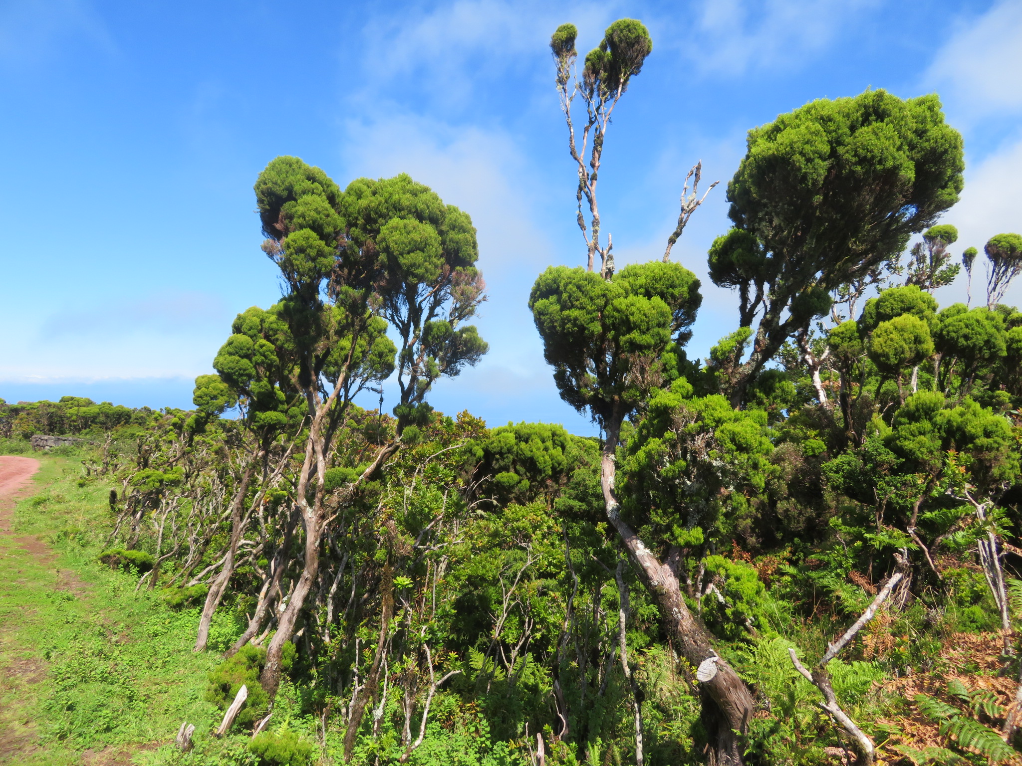 Portugal Azores Sao Jorge, The Central Ridge, Giant heather, N side, Walkopedia