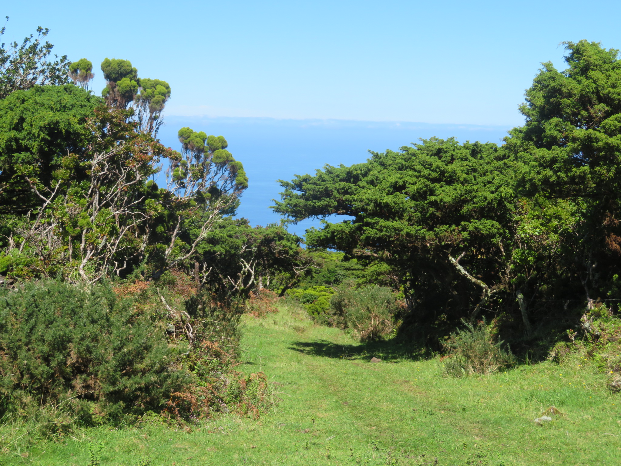 Portugal Azores Sao Jorge, The Central Ridge, Giant heather, N side, Walkopedia