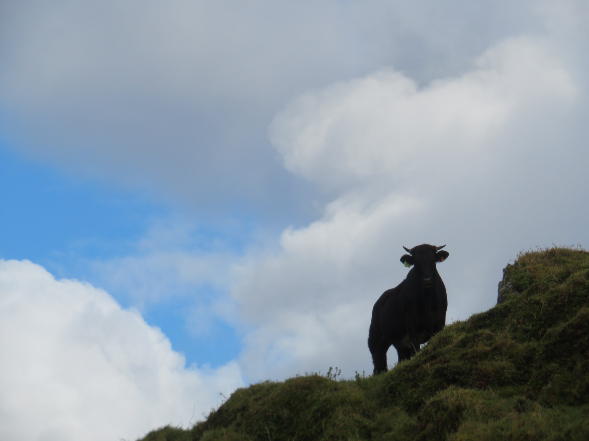 Portugal Azores Sao Jorge, The Central Ridge, , Walkopedia