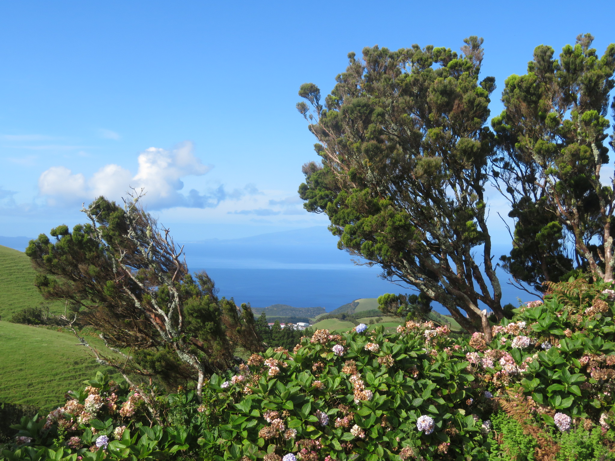 Portugal Azores Sao Jorge, The Central Ridge, Western end, heather and hydrangea hedges, Walkopedia