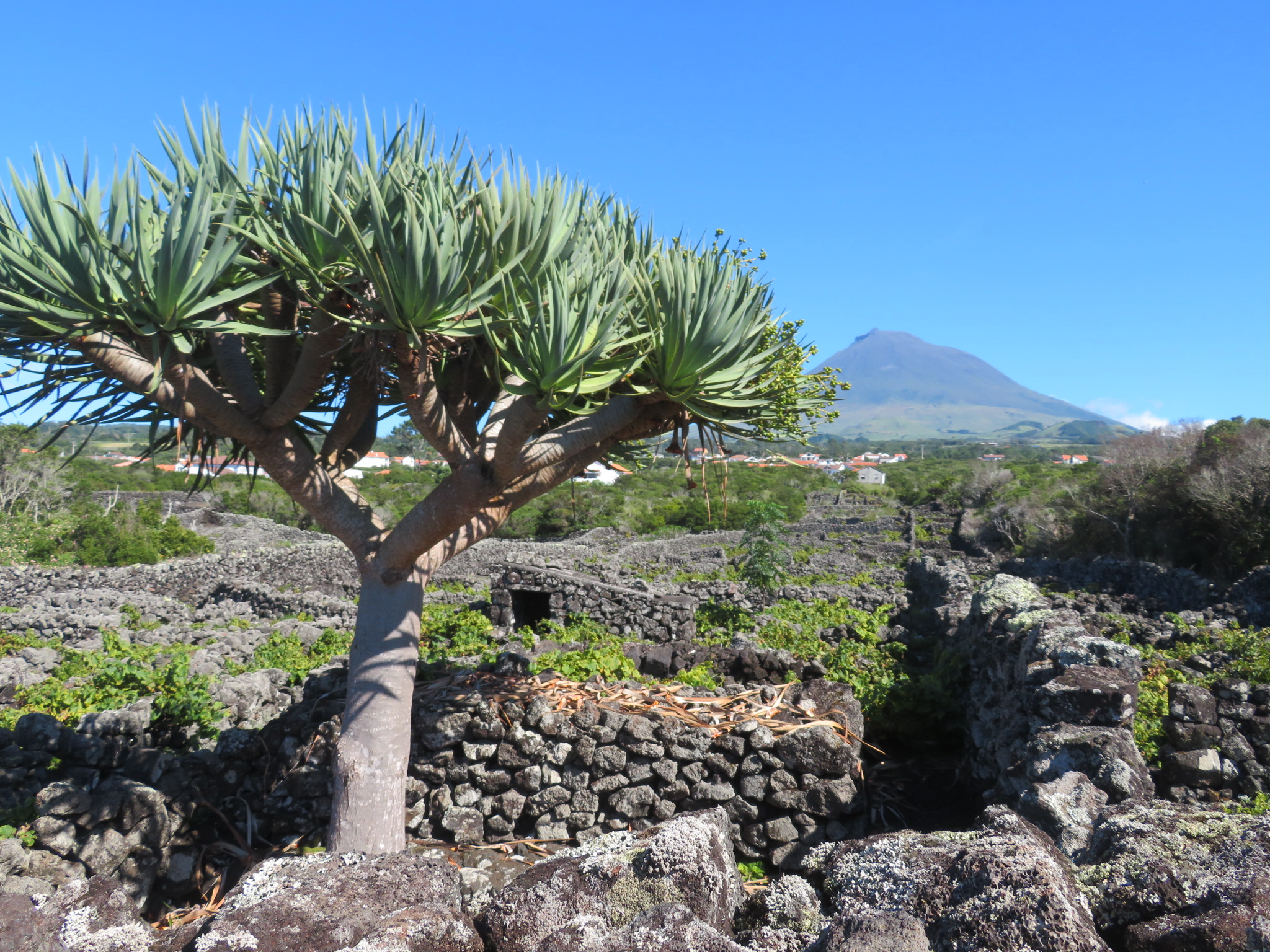 Portugal Azores Pico, Pico Island, Vineyard beauty, Walkopedia