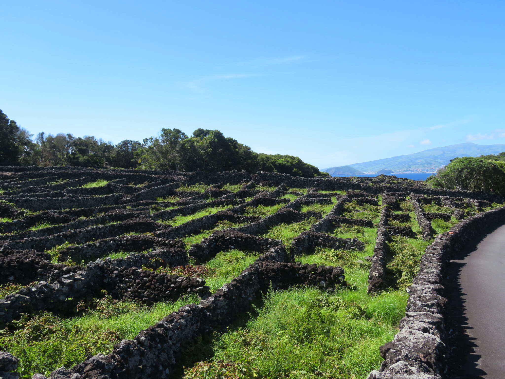 Portugal Azores Pico, Pico Island, Vineyards below  Monte, Walkopedia