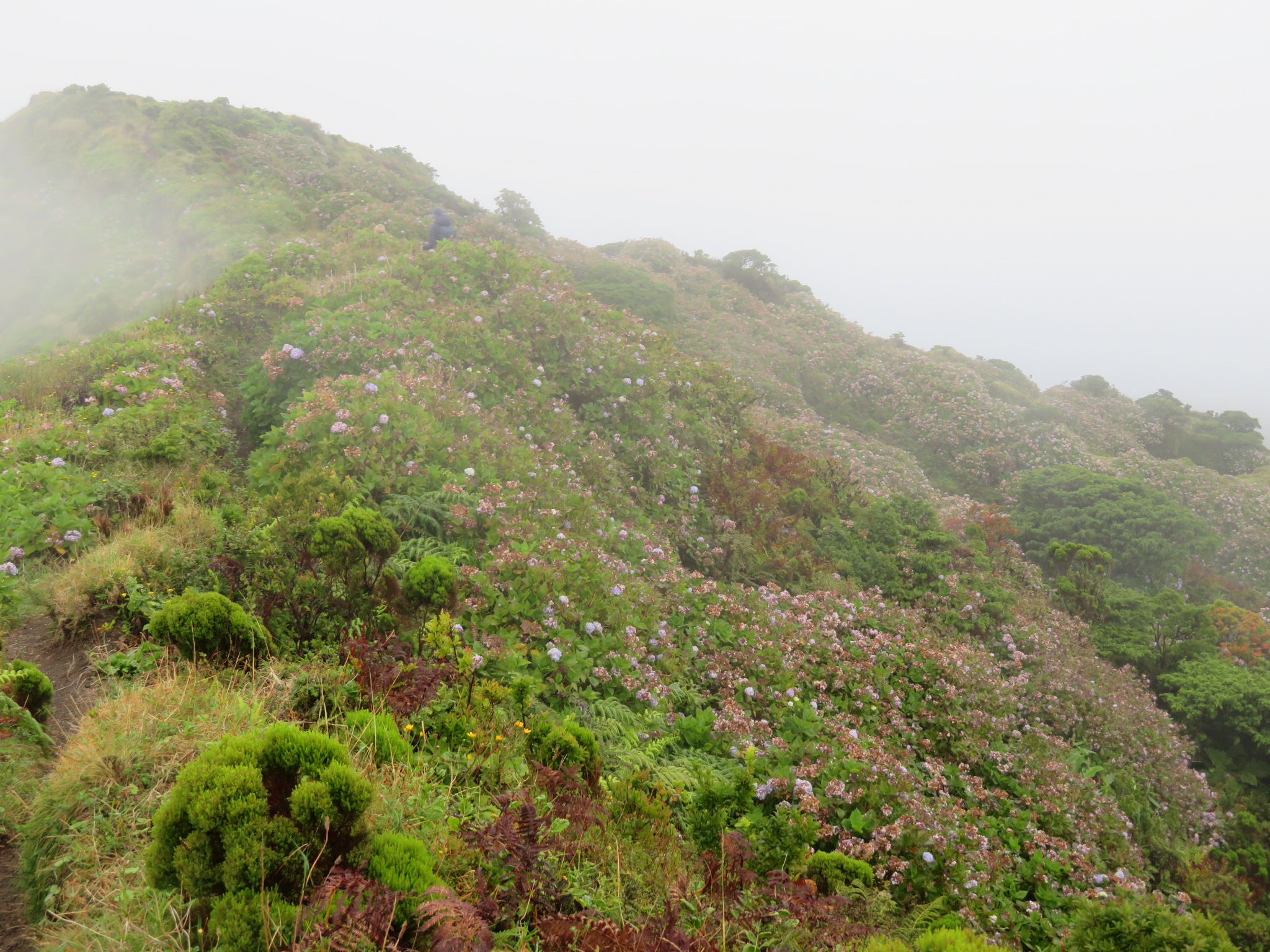 Portugal Azores, Ten Volcanoes Trail, Faial, , Walkopedia