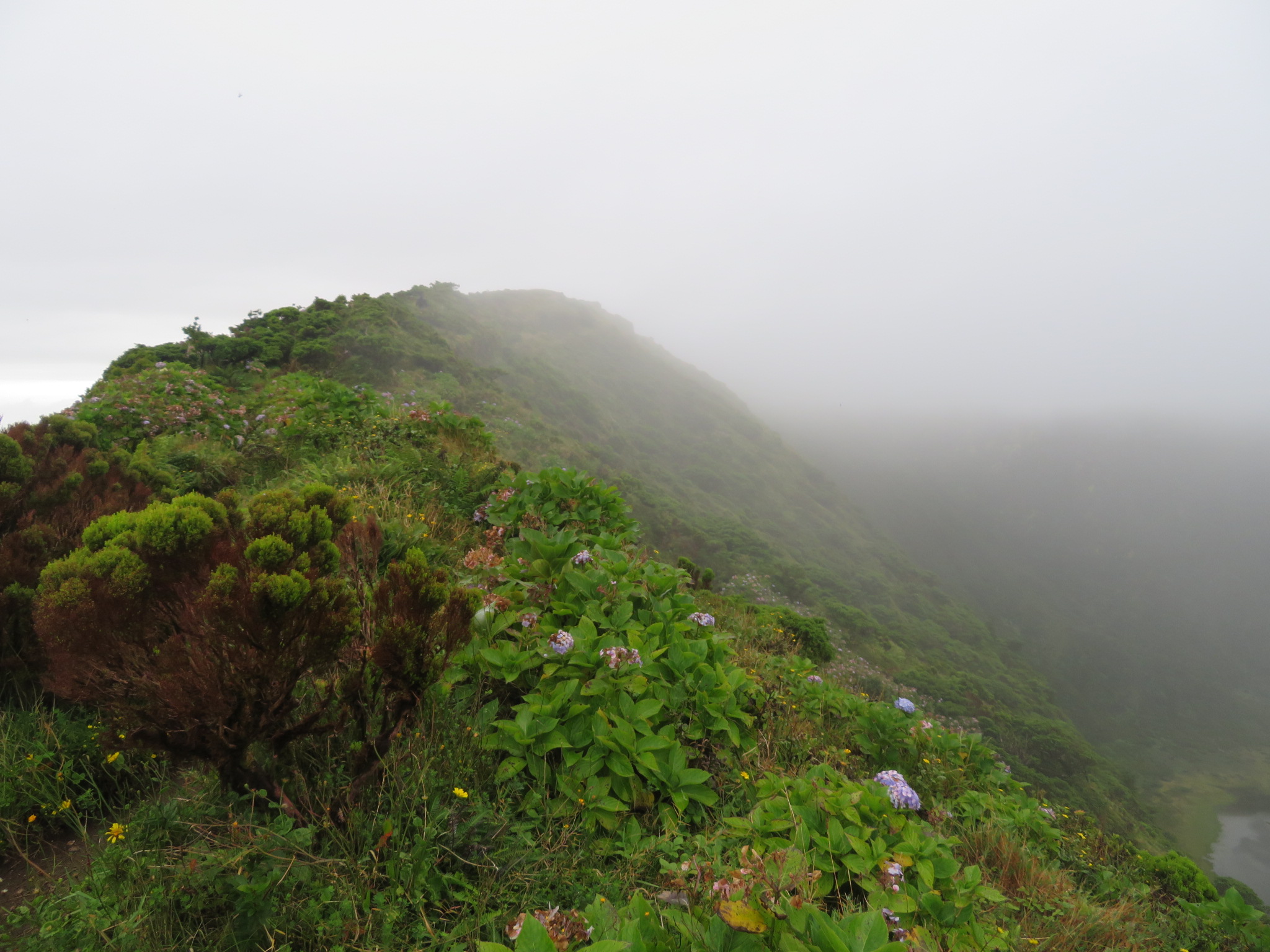 Portugal Azores, Ten Volcanoes Trail, Faial, Vegetation on caldera rim, Walkopedia