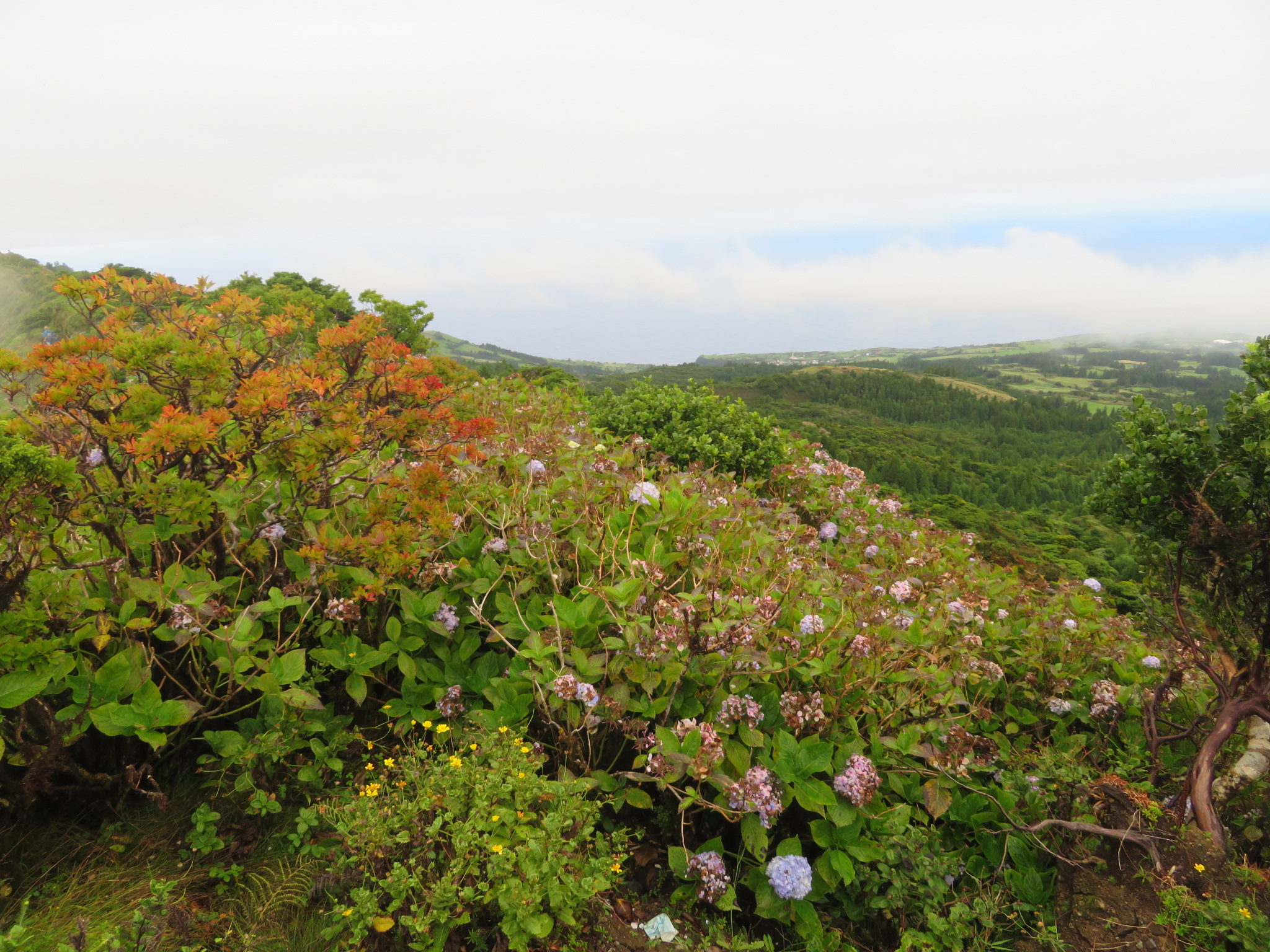 Portugal Azores, Ten Volcanoes Trail, Faial, Vegetation on caldera rim, Walkopedia