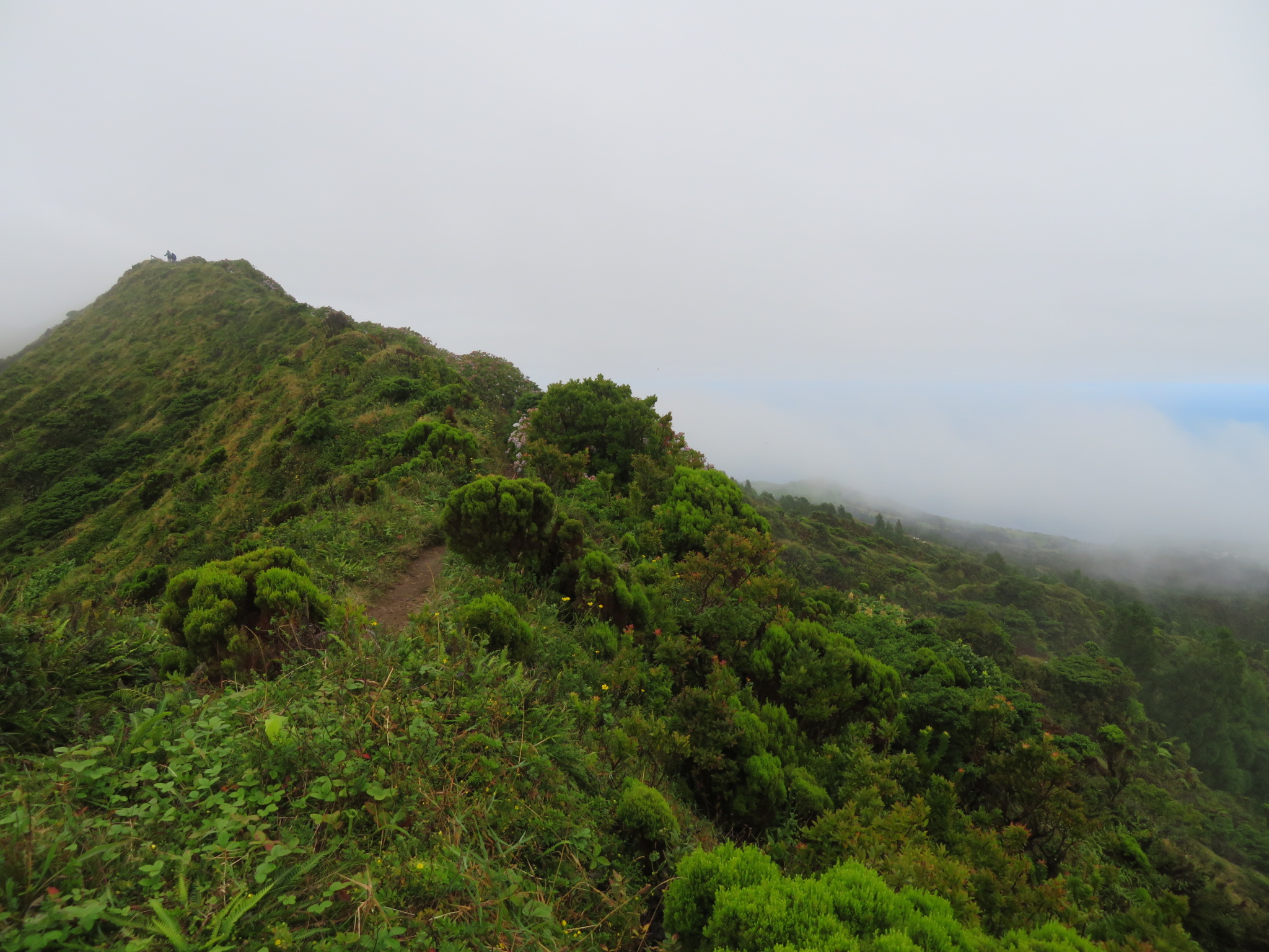 Portugal Azores, Ten Volcanoes Trail, Faial, Vegetation on caldera rim, Walkopedia